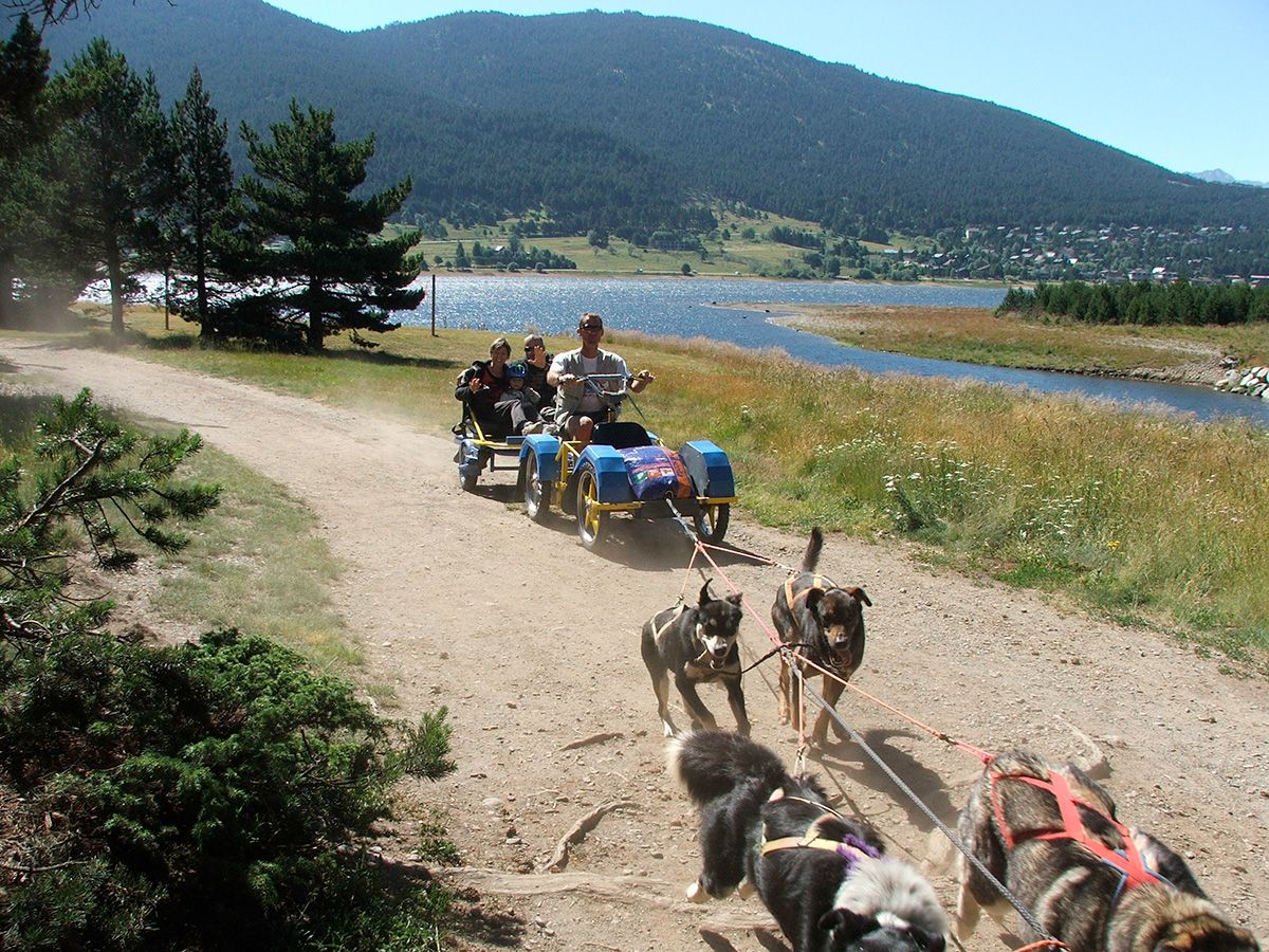 Chiens de traineau